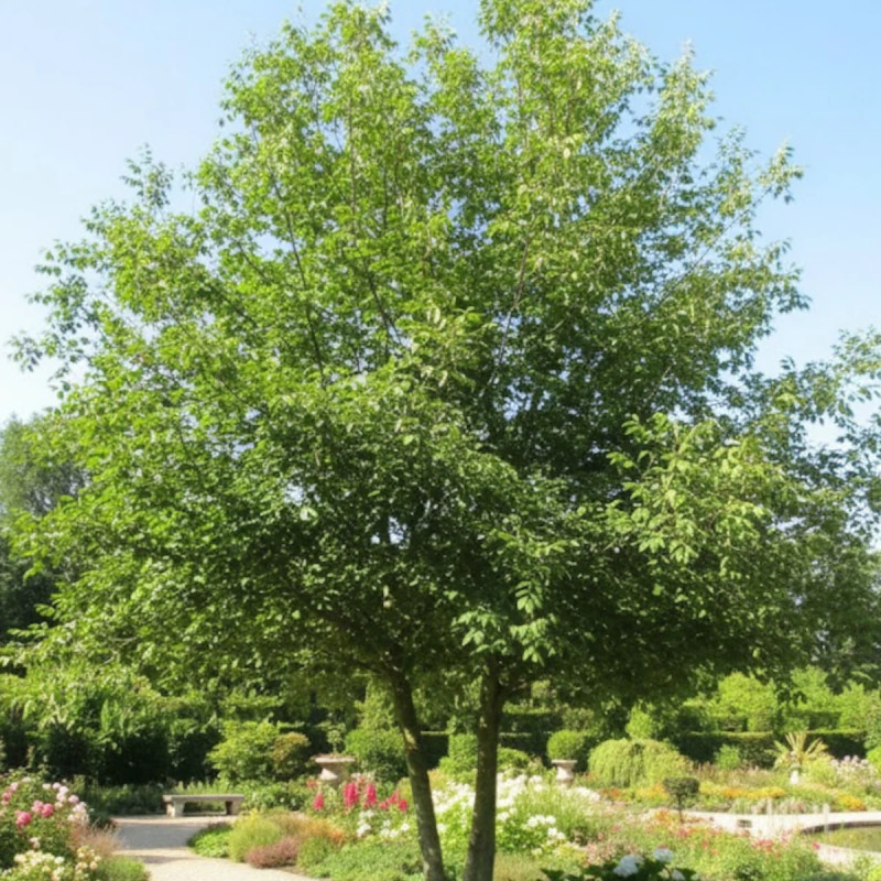 Chêne pédonculé, Quercus robur