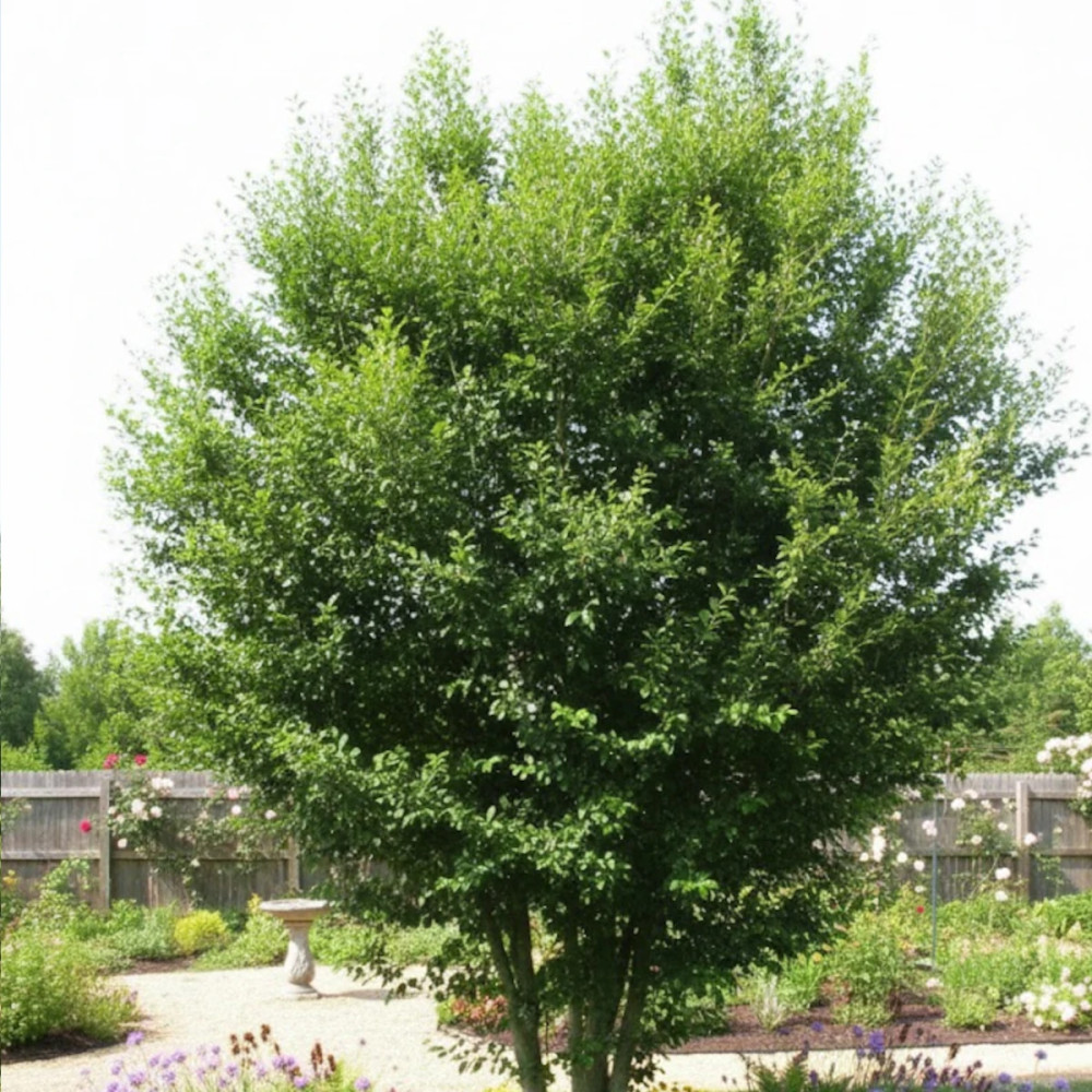 Chêne pédonculé, Quercus robur