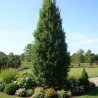 Chêne pédonculé fastigié Koster, Quercus robur