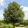 Chêne vert, Quercus ilex, Yeuse