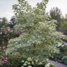 Copalme d\'Amérique Albomarginata Manon, Liquidambar