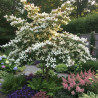 Cornouiller de Hong Kong, Cornus