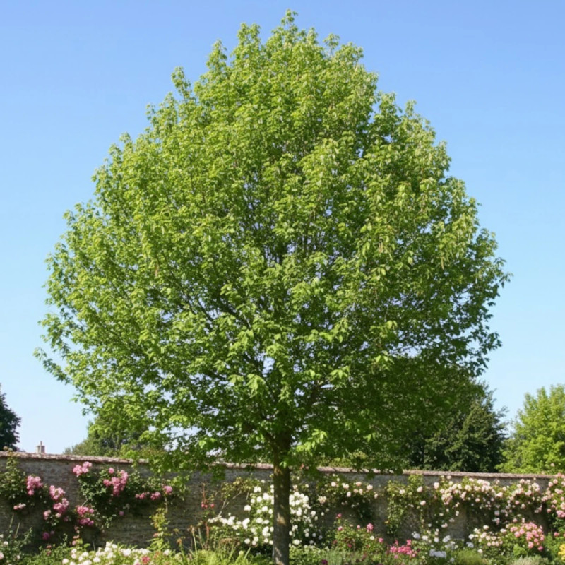 Érable à feuilles de frêne, Acer negundo