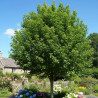 Érable champêtre, Acer campestre