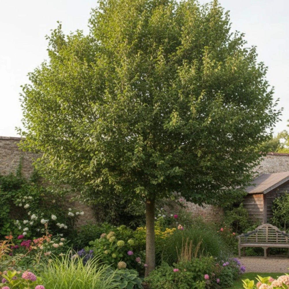 Érable de Montpellier, Acer monspessulanum