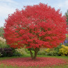 Érable du fleuve Amour, Acer ginnala