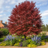 Érable freemanii Autumn Blaze, Acer