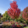 Érable freemanii Jeffersred, Acer