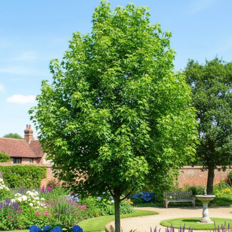 Érable plane, Acer platanoides