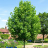 Érable plane, Acer platanoides
