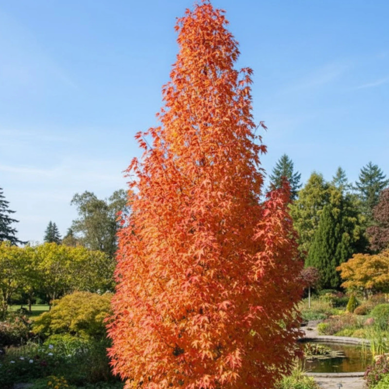 Erable Rouge Petit Érable rouge Armstrong (Acer rubrum) : Arbre colonnaire idéal