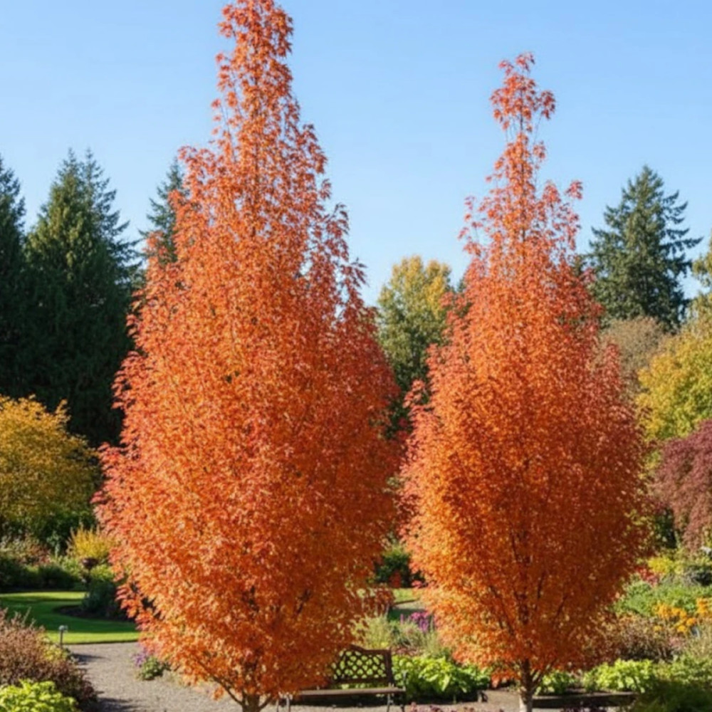 Erable Rouge Petit Érable rouge Armstrong (Acer rubrum) : Arbre colonnaire idéal