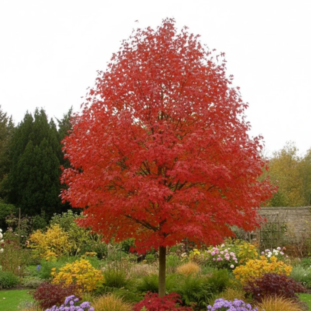 Érable rouge October Glory, Acer rubrum Érable rouge October Glory, Acer rubrum