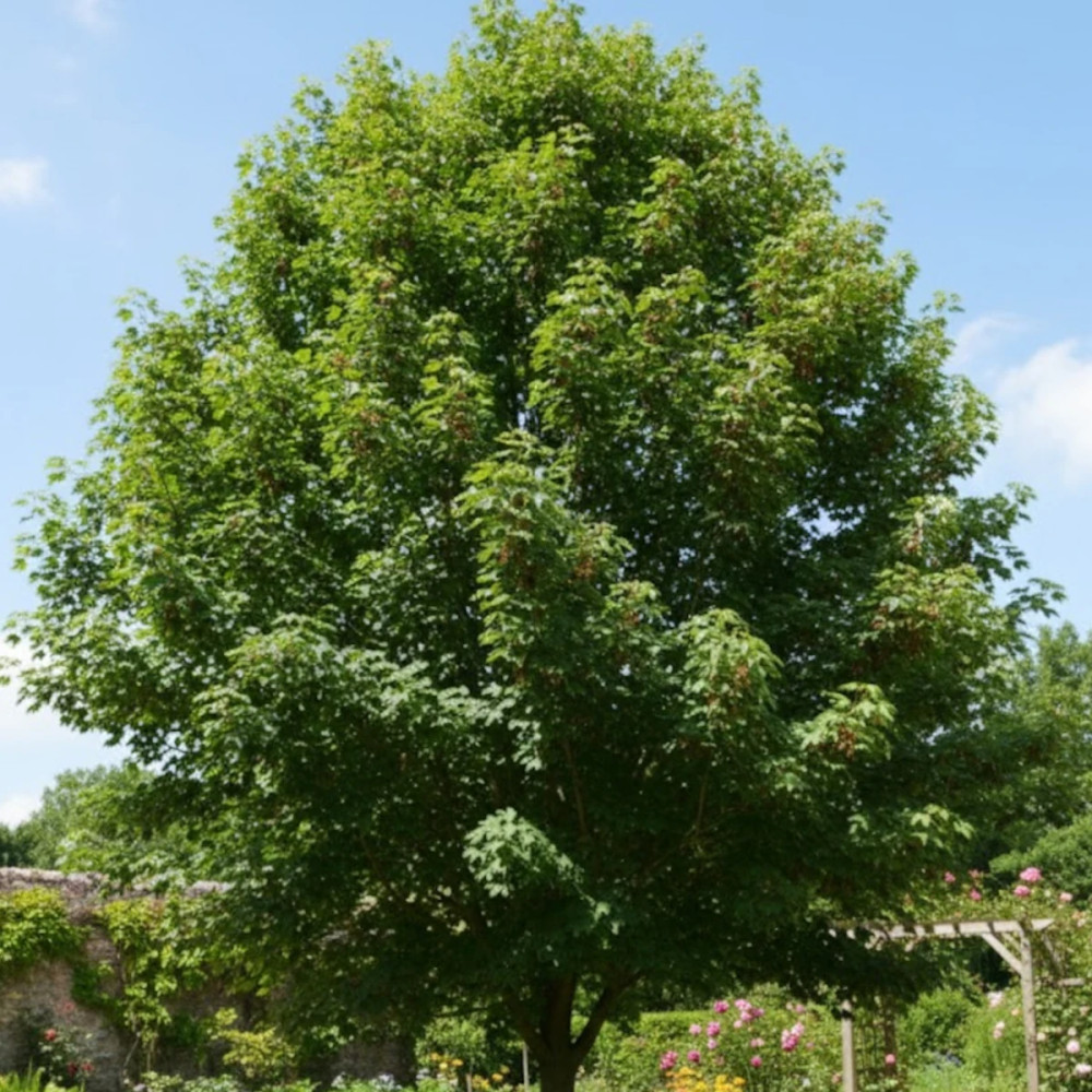 Érable sycomore, Acer pseudoplatanus