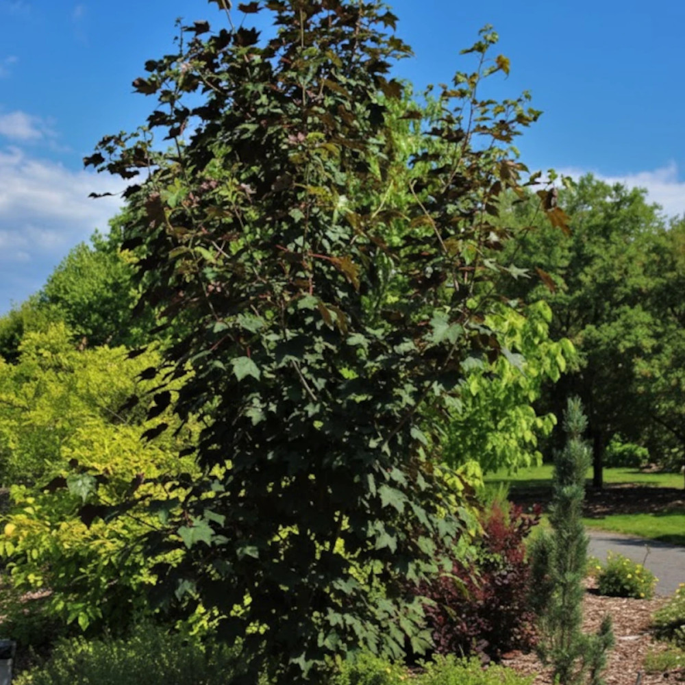 Érable sycomore Regal Petticoat® 'Tunpetti', Acer pseudoplatanus Érable sycomore Regal Petticoat® 'Tunpetti', Acer pseudoplatanus