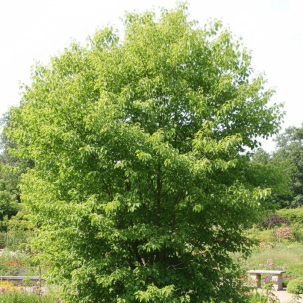 Érable trident, Érable de Buerger, Acer buergerianum Érable trident, Érable de Buerger, Acer buergerianum