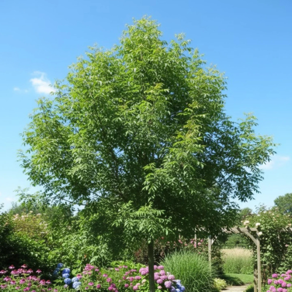 Févier d'Amérique Skyline, Gleditsia Févier d'Amérique Skyline, Gleditsia