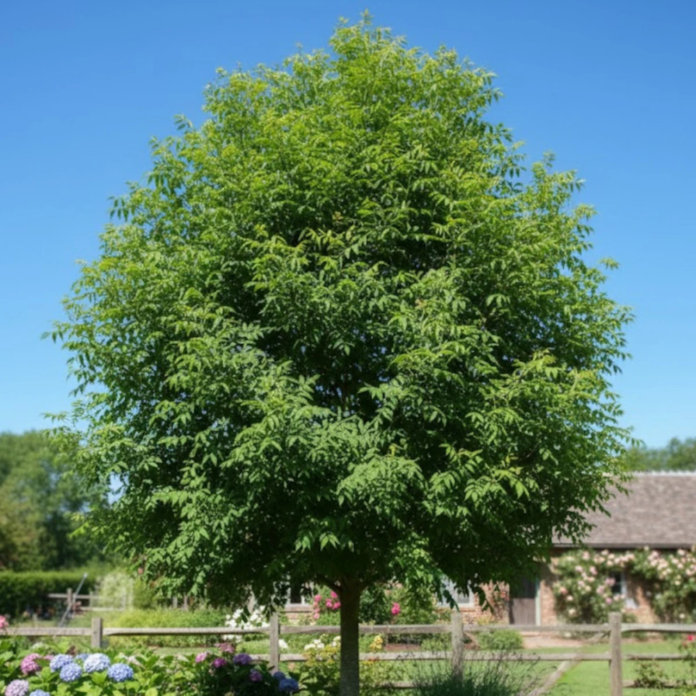 Févier d'Amérique Skyline, Gleditsia Févier d'Amérique Skyline, Gleditsia