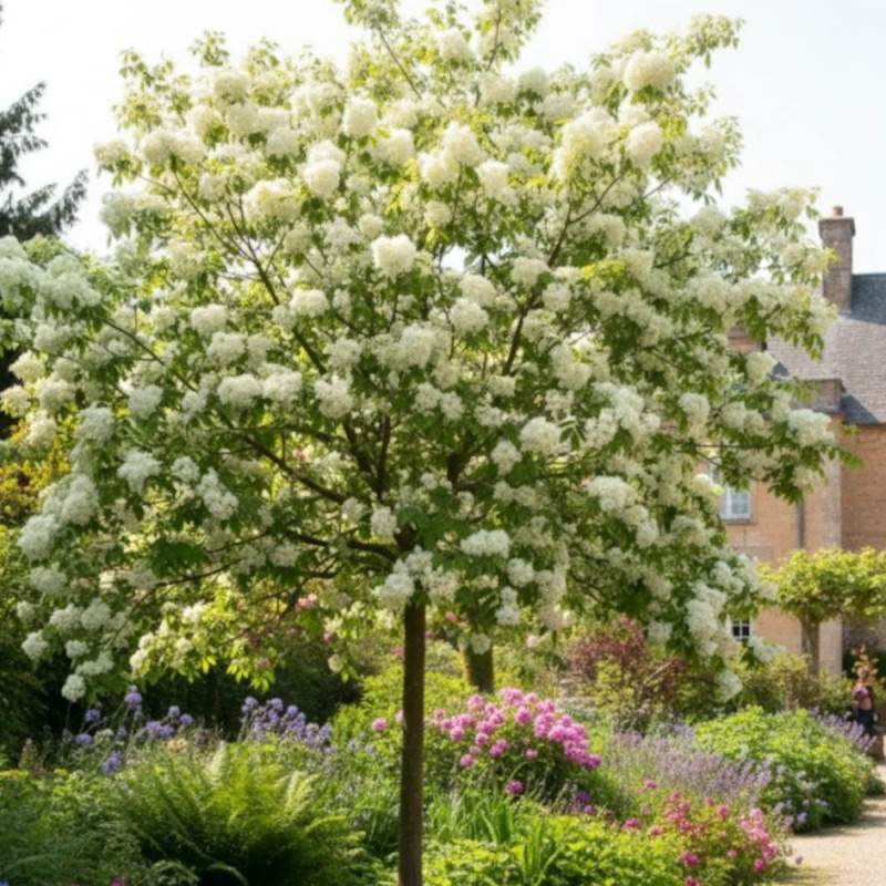 Frêne à fleurs, Fraxinus