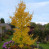 Arbre aux 40 écus fastigié Gold Flame® \'Gold Flame\', Ginkgo