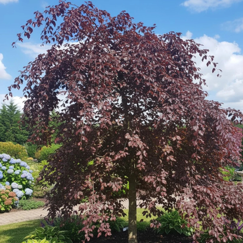 Hêtre commun Pourpre, Fagus