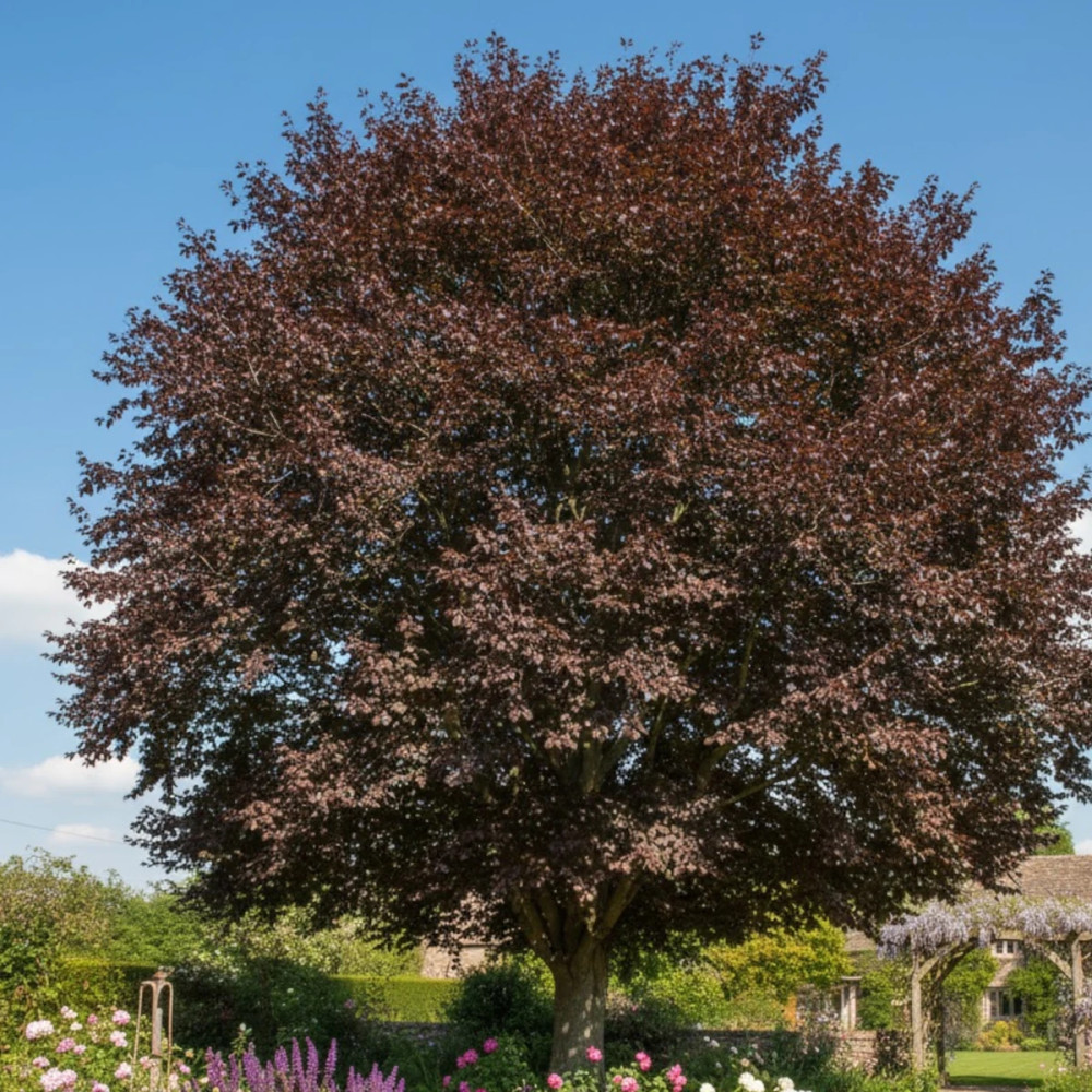 Hêtre commun Pourpre, Fagus