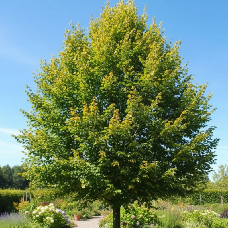 Hêtre commun Zlatia, Fagus