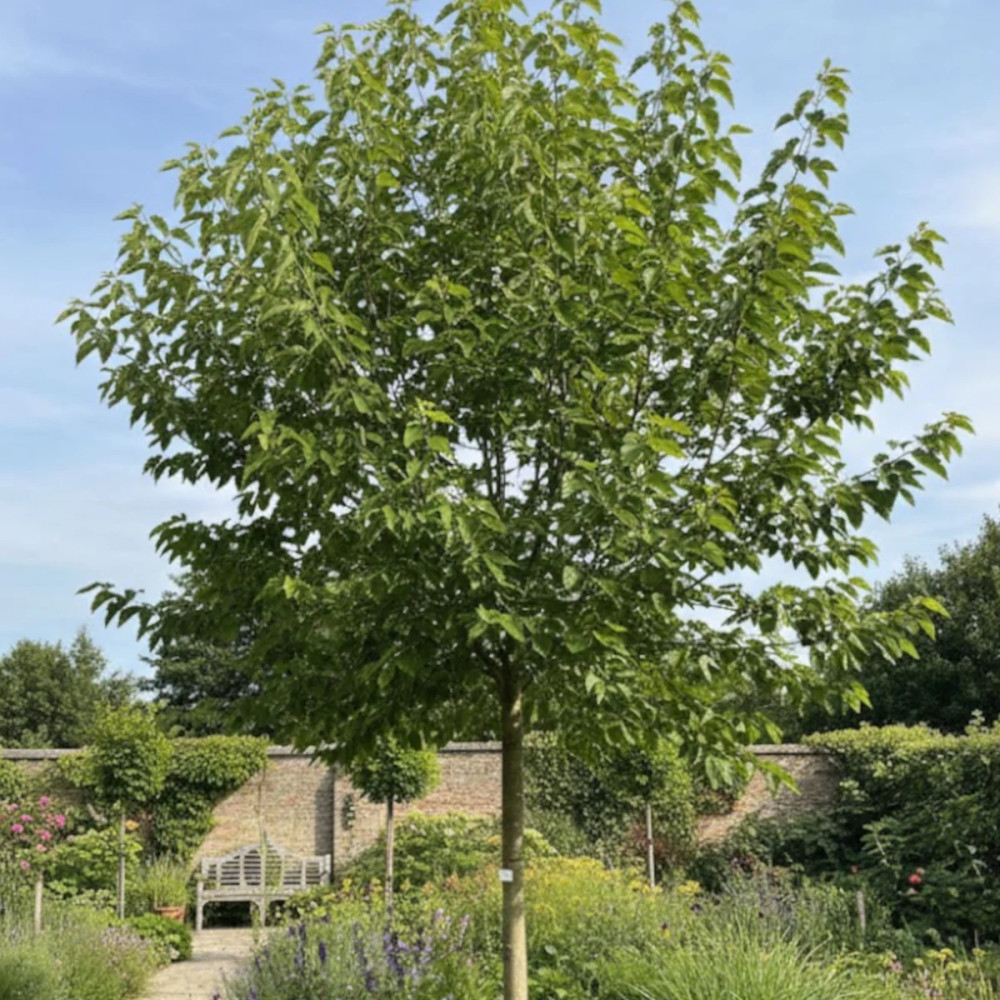 Murier Mûrier platane stérile (Morus) : Ombrage frais sans fruits