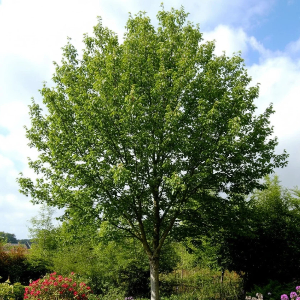 Orme LUTECE® 'Nanguen', Ulmus
