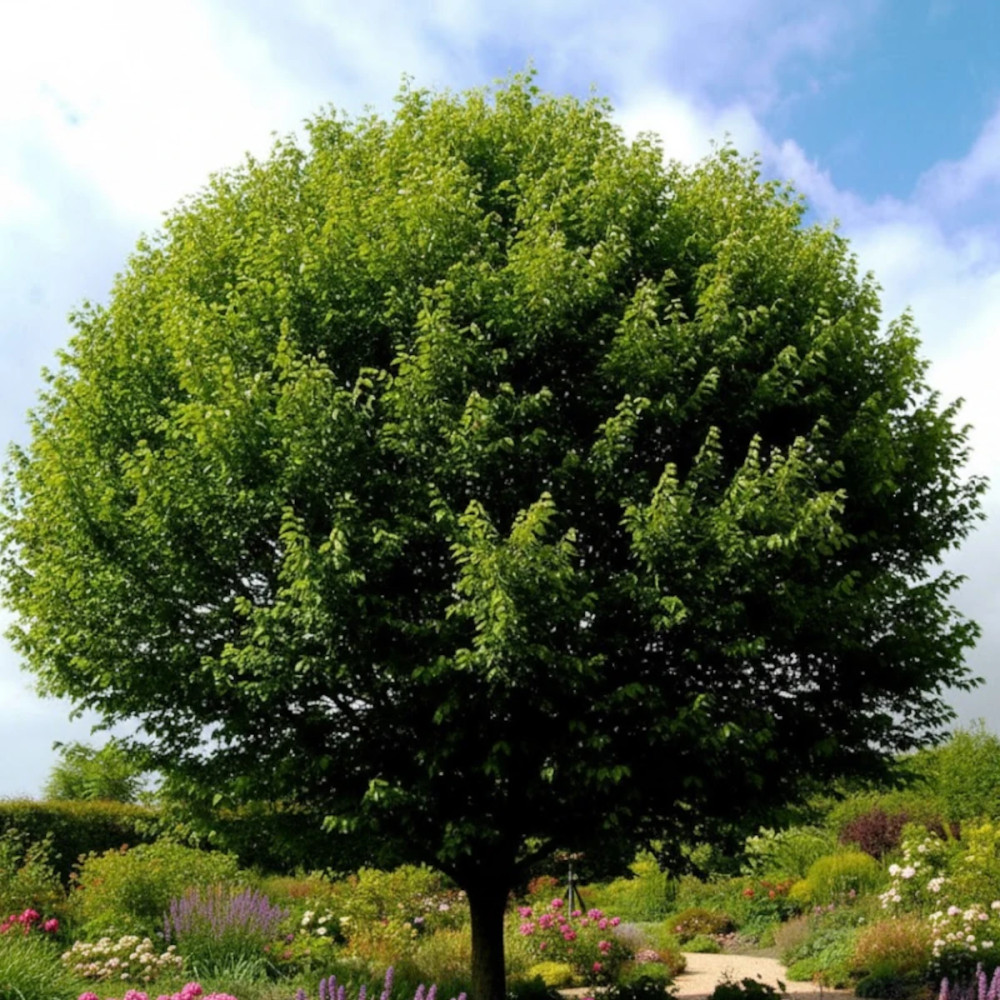 Orme LUTECE® 'Nanguen', Ulmus