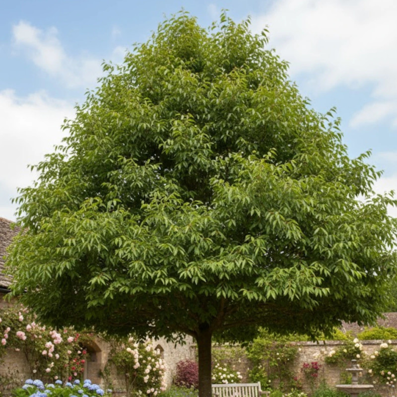 Orme RESISTA® 'Sapporo Gold', Ulmus