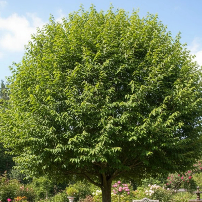 Orme RESISTA® 'Sapporo Gold', Ulmus