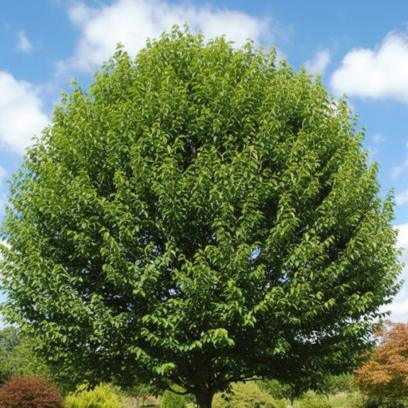 Orme Vada® 'Wanoux', Ulmus