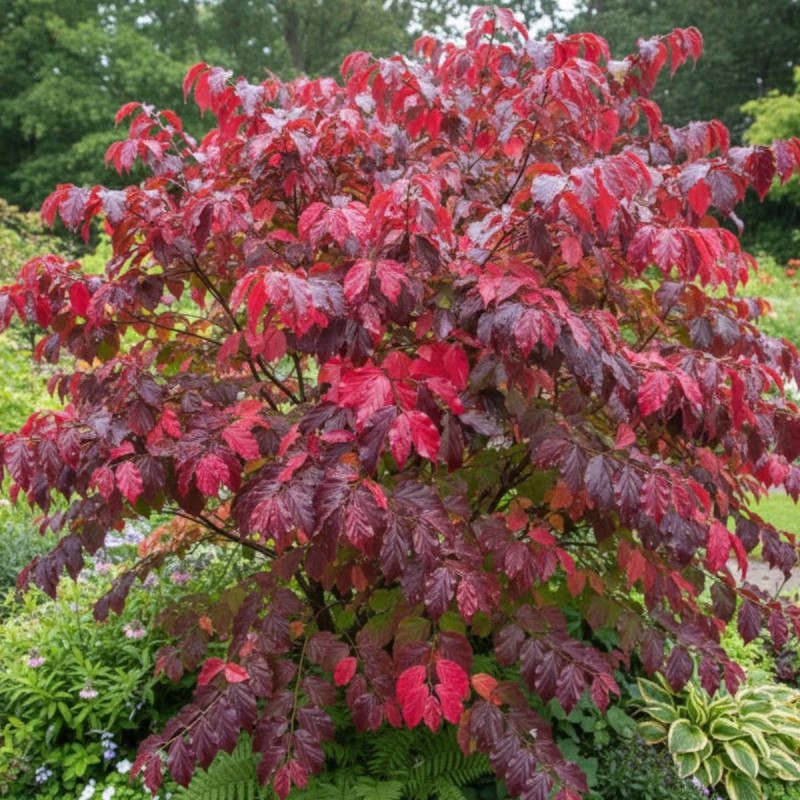 Parrotie de Perse Bella, Parrotia