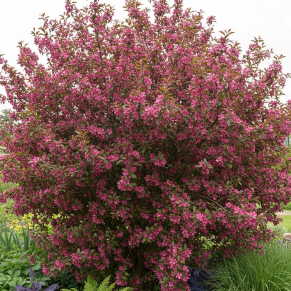 Pommier d'ornement Diable Rouge, Malus Pommier d'ornement Diable Rouge, Malus