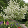 Pommier d\'ornement Evereste® \'Perpetu\', Malus