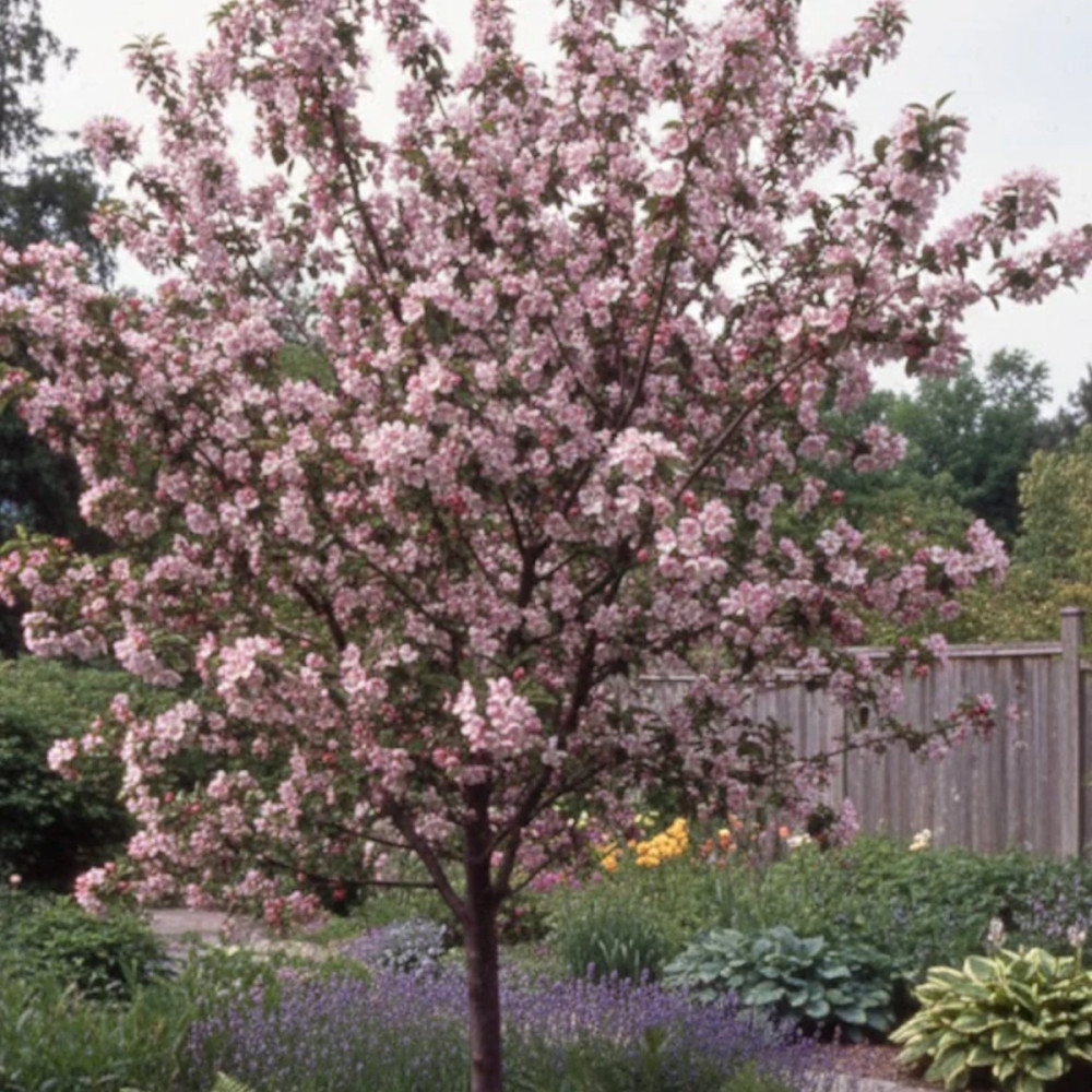 Pommier d'ornement Pom'zai® 'Courtabri', Malus