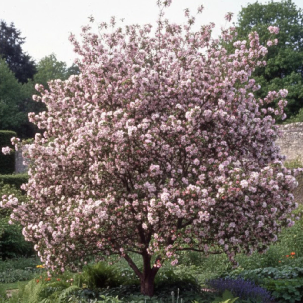Pommier d'ornement Pom'zai® 'Courtabri', Malus