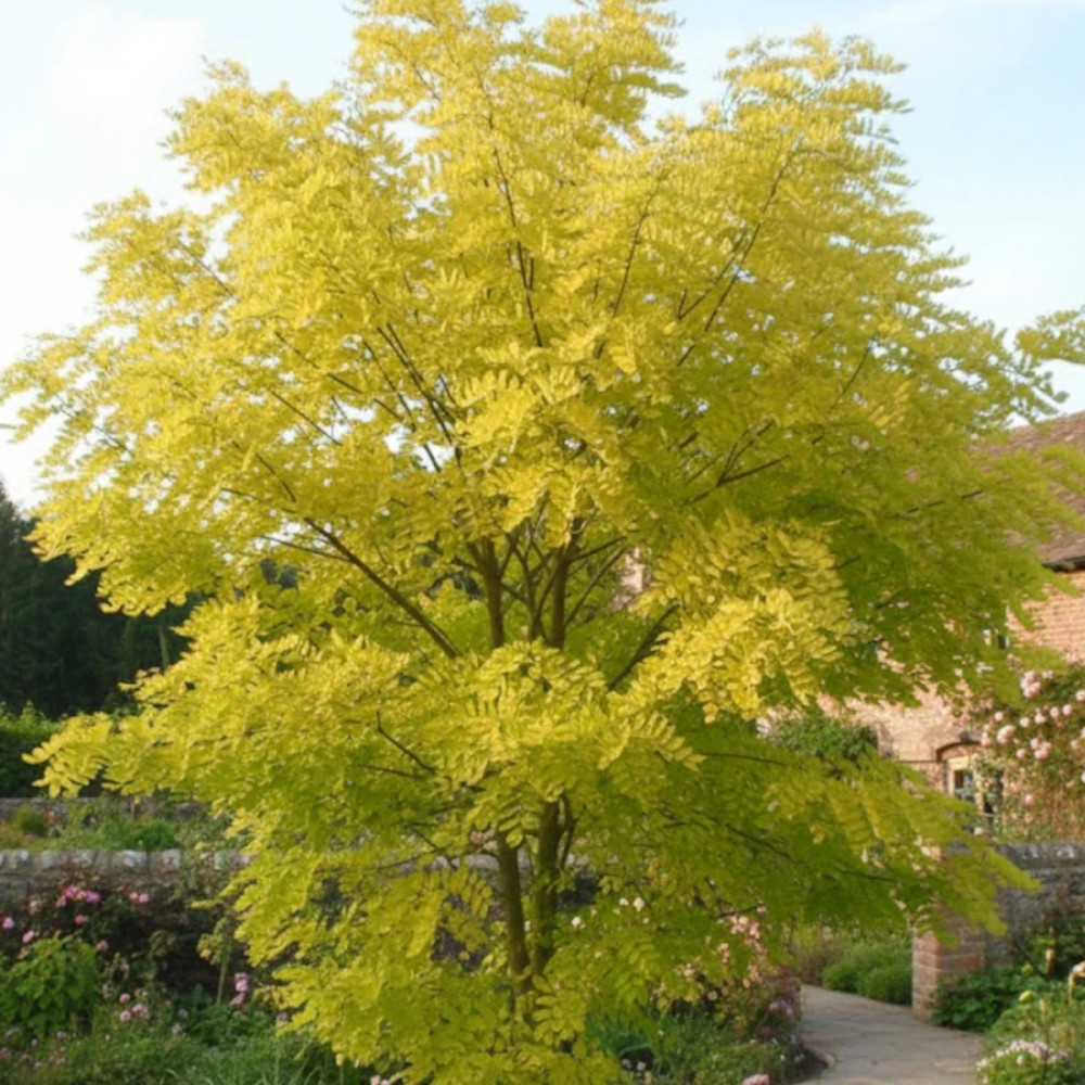 Robinier faux-acacia Frisia, Acacia, Robinier