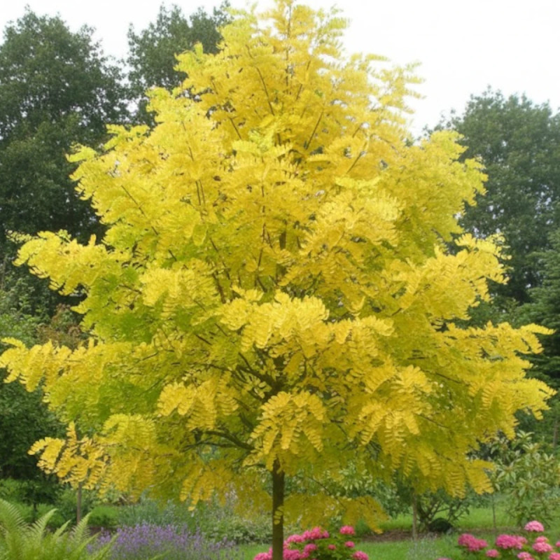 Robinier faux-acacia Frisia, Acacia, Robinier