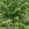 Tilleul à petites feuilles, Tilia