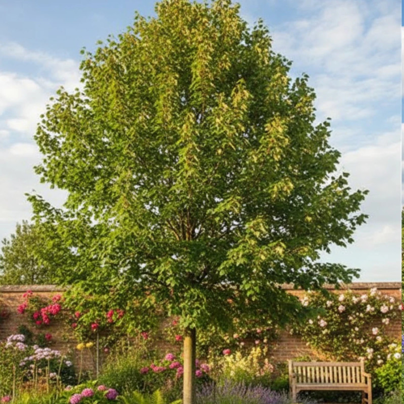 Tilleul d'Amérique Nova, Tilia