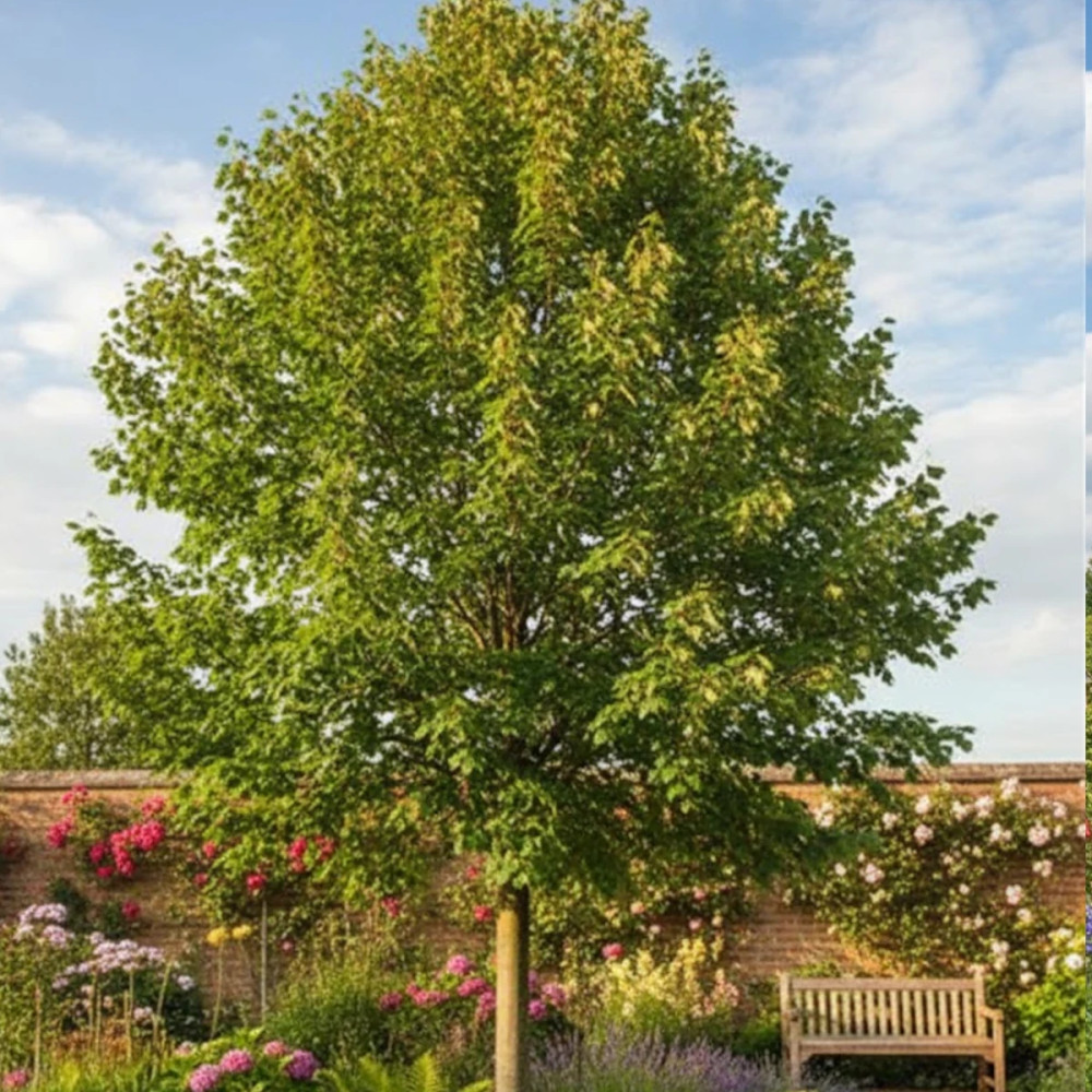 Tilleul d'Amérique Nova, Tilia Tilleul d'Amérique Nova, Tilia