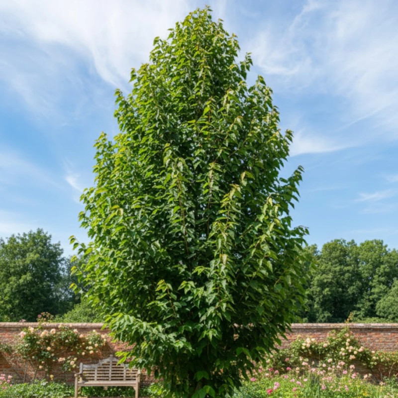 Tilleul de Henry, Tilia