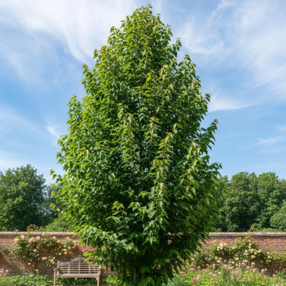 Tilleul de Henry, Tilia Tilleul de Henry, Tilia