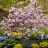 Magnolia Leonard Messel