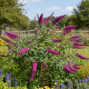 Arbre aux papillons Buzz™ Velvet, Buddleia
