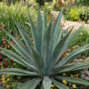 Agave d\'Amérique