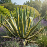 Agave d\'Amérique panaché