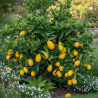 Limequat, Citrus